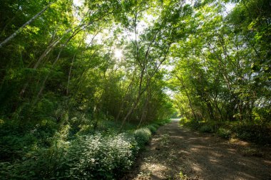 sık yeşil ormandaki orman ağaçları, doğa yeşil odun güneş ışığı arka planı