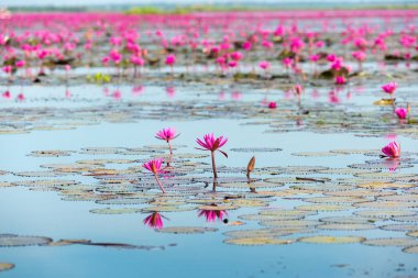 Deniz kırmızı Lotus (pembe nilüferler göl) - güzel doğa manzara kırmızı Lotus deniz sabah sis ile arka planda parlak dayat Kumphawapi, Udonthani Eyaleti, Tayland bulanık.