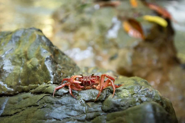 Red crab at waterfall.Natural background waterfall. waterfall Colorful leaves. waterfall thailand tropical