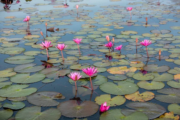 Mar Loto Rojo Lago Lirios Agua Rosada Hermosa Naturaleza Paisaje —  Fotos de Stock