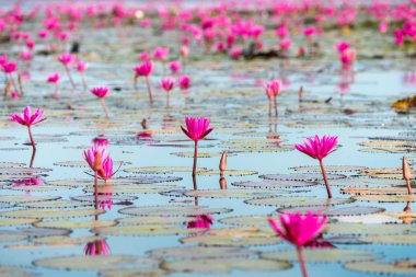 Deniz kırmızı Lotus (pembe nilüferler göl) - güzel doğa manzara kırmızı Lotus deniz sabah sis ile arka planda parlak dayat Kumphawapi, Udonthani Eyaleti, Tayland bulanık.