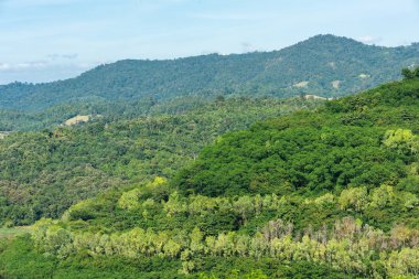 sık yeşil ormandaki orman ağaçları, doğa yeşil odun güneş ışığı arka planı