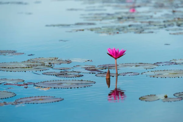 El mar de Loto Rojo (lago de lirios de agua rosada) - Hermosa naturaleza Paisaje rojo Loto mar por la mañana con niebla fondo borroso en el brillante dayat Kumphawapi, provincia de Udonthani, Tailandia. —  Fotos de Stock