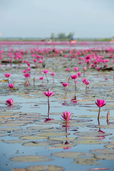 Deniz kırmızı Lotus (pembe nilüferler göl) - güzel doğa manzara kırmızı Lotus deniz sabah sis ile arka planda parlak dayat Kumphawapi, Udonthani Eyaleti, Tayland bulanık. — Stok fotoğraf