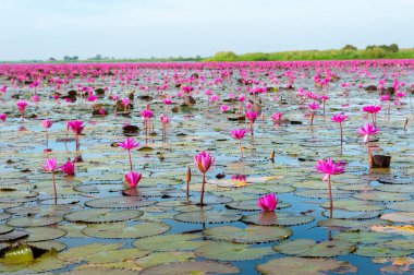Deniz kırmızı Lotus (pembe nilüferler göl) - güzel doğa manzara kırmızı Lotus deniz sabah sis ile arka planda parlak dayat Kumphawapi, Udonthani Eyaleti, Tayland bulanık.