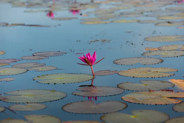 El mar de Loto Rojo (lago de lirios de agua rosada) - Hermosa naturaleza Paisaje rojo Loto mar por la mañana con niebla fondo borroso en el brillante dayat Kumphawapi, provincia de Udonthani, Tailandia. —  Fotos de Stock