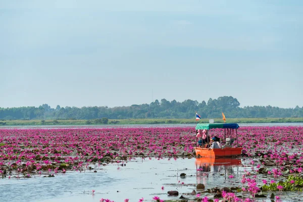 La mer de Lotus rouge (lac de nénuphars roses) - Belle nature Paysage Lotus rouge mer le matin avec un fond brouillard brouillard dans le jour lumineux à Kumphawapi, province d'Udonthani, Thaïlande. — Photo