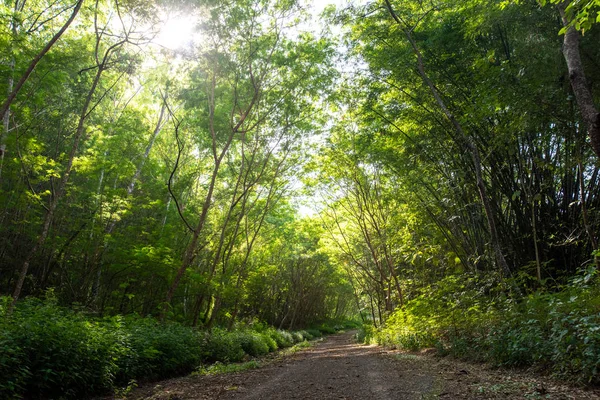 Forest trees in dense green forest, nature green wood sunlight backgrounds — Stock Photo, Image