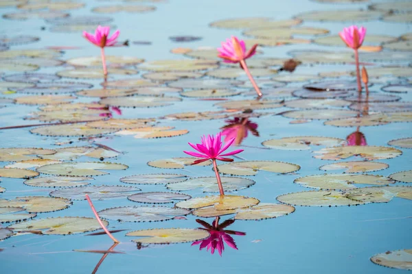 Deniz kırmızı Lotus (pembe nilüferler göl) - güzel doğa manzara kırmızı Lotus deniz sabah sis ile arka planda parlak dayat Kumphawapi, Udonthani Eyaleti, Tayland bulanık. — Stok fotoğraf