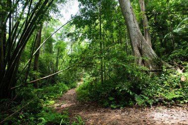 Asya tropikal yağmur ormanları, orman ağaçları, doğa yeşil ahşap arka planlar..