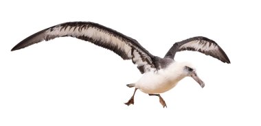 albatross bird isolated on white background. with clipping path clipart