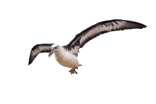 Beyaz arka planda izole edilmiş albatros kuşu. kırpma yolu ile