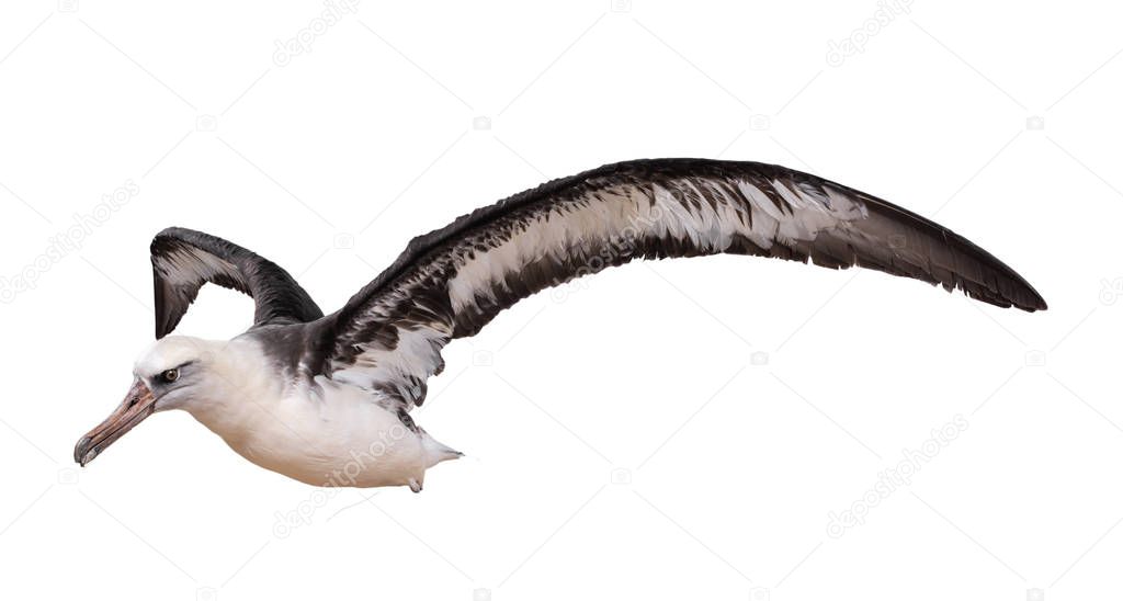 albatross bird isolated on white background. with clipping path