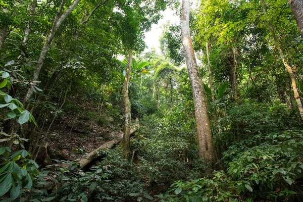 Orman: Tayland 'da Güneydoğu Asya' nın tropik ormanları.