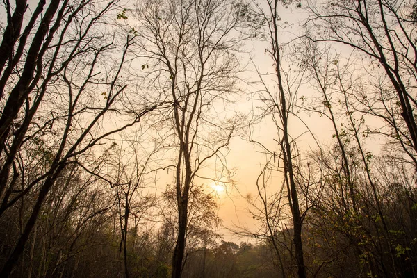 Дерево Сухой Сезон Лес Кустарник Таиланде Лицензионные Стоковые Изображения