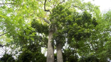 Orman ağaçları. yeşil ağaç yaprakları arkaplan.