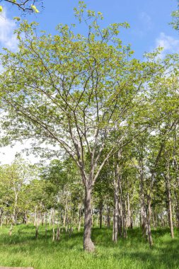 Orman ağaçları. Arka planda mavi gökyüzü.