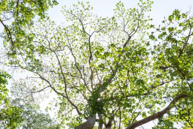 Orman ağaçları. gökyüzü arkaplanı.