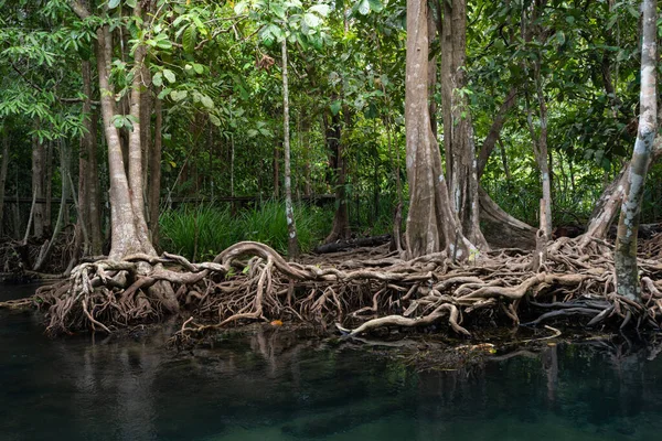 Árboles Manglar Largo Del Agua Verde Turquesa Arroyo Bosques Manglares —  Fotos de Stock