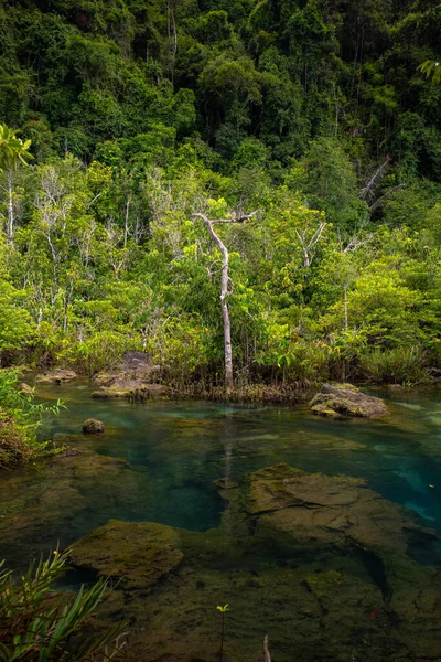 Mangrove Δέντρα Κατά Μήκος Του Τυρκουάζ Πράσινο Νερό Στο Ρεύμα — Φωτογραφία Αρχείου