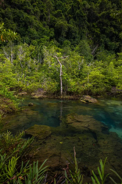 Drzewa Namorzynowe Wzdłuż Turkusowej Zielonej Wody Strumieniu Lasy Namorzynowe Prowincji — Zdjęcie stockowe