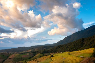 Pirinç teraslarının manzarası ve Tayland 'ın kuzeyindeki Pa-pong-peang pirinç terasında doğada güzel şekilli bir ev. Köy pirinç teraslarının arasında bir vadide. Mae-Jam Village Chiang Mai, Tayland 'daki Terrace Paddy Field' de..