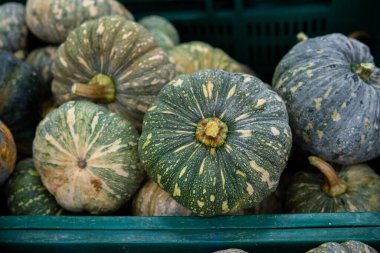 Taze Japon balkabakları. Bir grup taze, yeşil Japon.