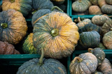 Balkabağı arkaplanı. Kalın kabuklu, yenilebilir eti ve bir sürü tohumu olan büyük yuvarlak turuncu-sarı bir meyve. Tayland 'da yerel bir organik gıda pazarında bir sürü balkabağı