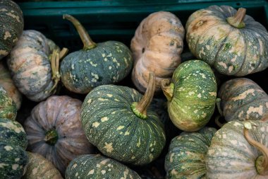 Taze Japon balkabakları. Bir grup taze, yeşil Japon.