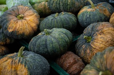 Balkabağı arkaplanı. Kalın kabuklu, yenilebilir eti ve bir sürü tohumu olan büyük yuvarlak turuncu-sarı bir meyve. Tayland 'da yerel bir organik gıda pazarında bir sürü balkabağı