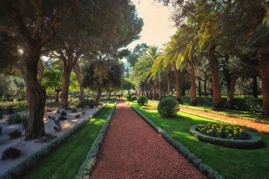 Haifa İsrail Bahai bahçelerinde. Burada insanlar güzel bahçeleri, çiçek ve diğer bitkiler hayran bir yerdir.