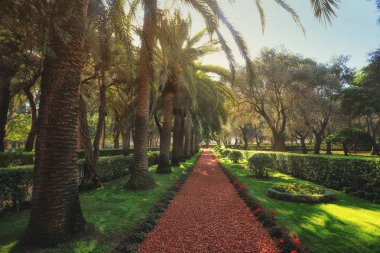 Haifa İsrail Bahai bahçelerinde. Burada insanlar güzel bahçeleri, çiçek ve diğer bitkiler hayran bir yerdir.