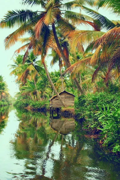 Palmy Podél Kanálů Jezer Stojatých Vodách Kerala Indie — Stock fotografie