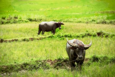Tana Toraja kırsalında, Güney Sulawesi, Endonezya, bufalo