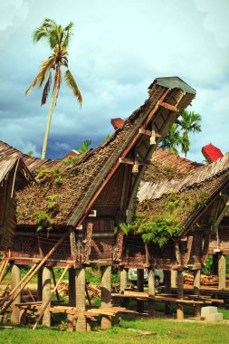 Tongkonan geleneksel eski evlerde Buntu Pune köyü. Tana Toraja, Sulawesi. Endonezya