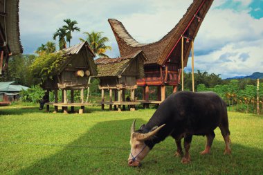 Tongkonan geleneksel eski evlerde Buntu Pune köyü. Tana Toraja, Sulawesi. Endonezya