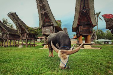Tongkonan geleneksel eski evlerde Buntu Pune köyü. Tana Toraja, Sulawesi. Endonezya