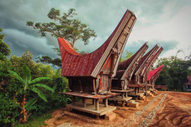 Tongkonan geleneksel pirinç kulübeler köyde. Tana Toraja, Sulawesi. Endonezya