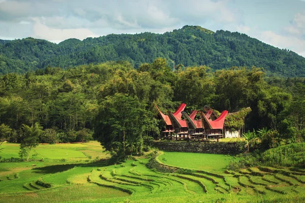Graneros Arroz Tradicionales Tongkonan Aldea Tana Toraja Sulawesi Países Bajos Imágenes De Stock Sin Royalties Gratis