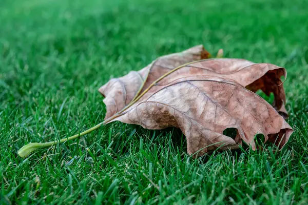 Trockenes Ahornblatt Auf Grünem Gras Verschwommener Hintergrund — Stockfoto