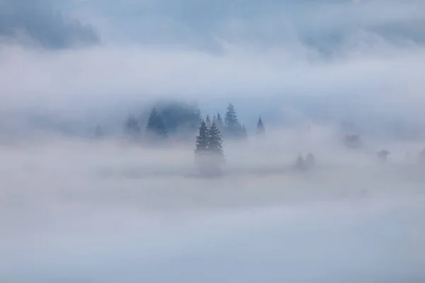 Paisaje Otoñal Del Hermoso Bosque Amanecer —  Fotos de Stock