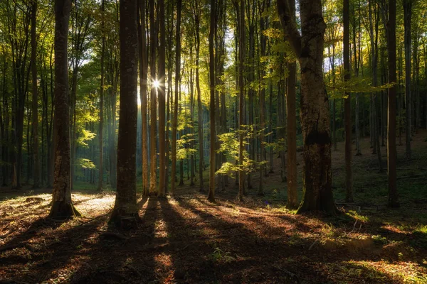 Gündoğumu, güzel orman sonbahar manzara