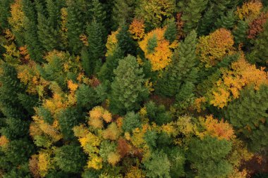 Renkli orman yukarıda sonbahar havadan görünümü