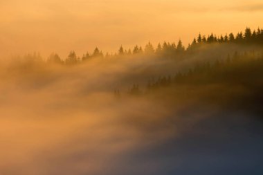 Sisli sonbahar sabahı orman yukarıda