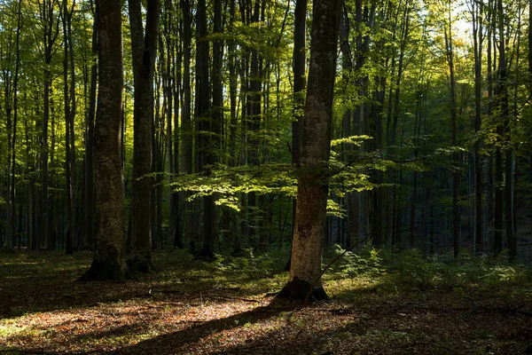 Herfst Landschap Van Het Mooie Bos Bij Zonsopgang — Stockfoto