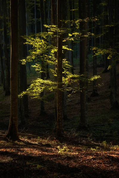 日の出の美しい森の秋風景 — ストック写真