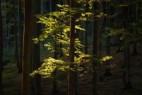 日の出の美しい森の秋風景 — ストック写真