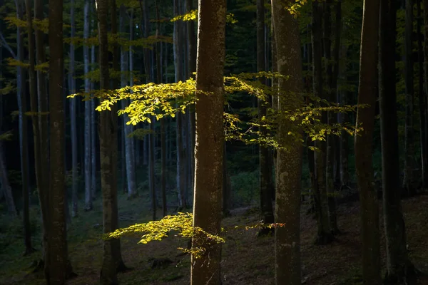 Podzimní Krajina Krásná Lesa Při Východu Slunce — Stock fotografie