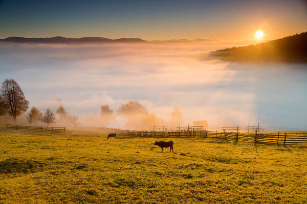 Туманное осеннее утро над традиционными румынскими коттеджами, Буковина - Румыния
