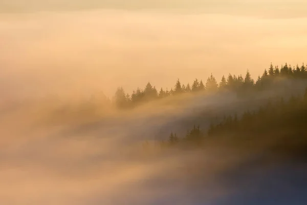 Niebla Mañana Otoño Por Encima Del Bosque —  Fotos de Stock